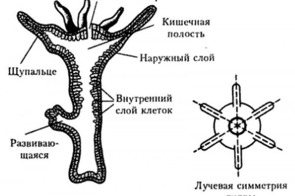 Kraken зеркало kr2web in