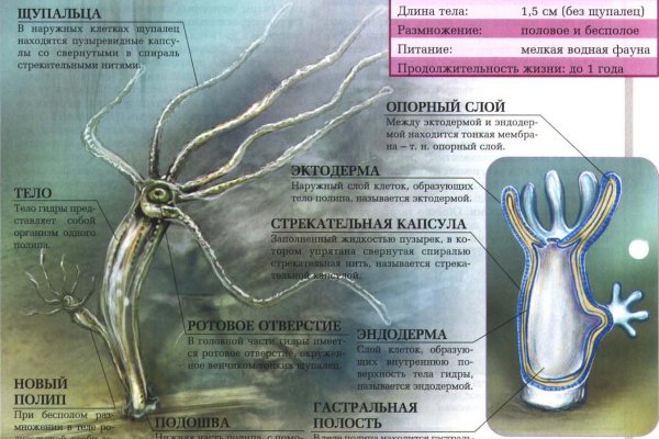 Kraken рынок